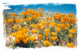 California Poppies in Spring