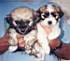 Two of Tantely's pups from 1998 litter.