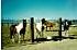 Horses waiting for thier feed.