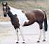 Dayglo at 1999 Sporthorse inspection