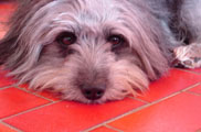Mowgli of Savikko