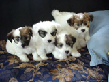 Puppies of June 16, 2005